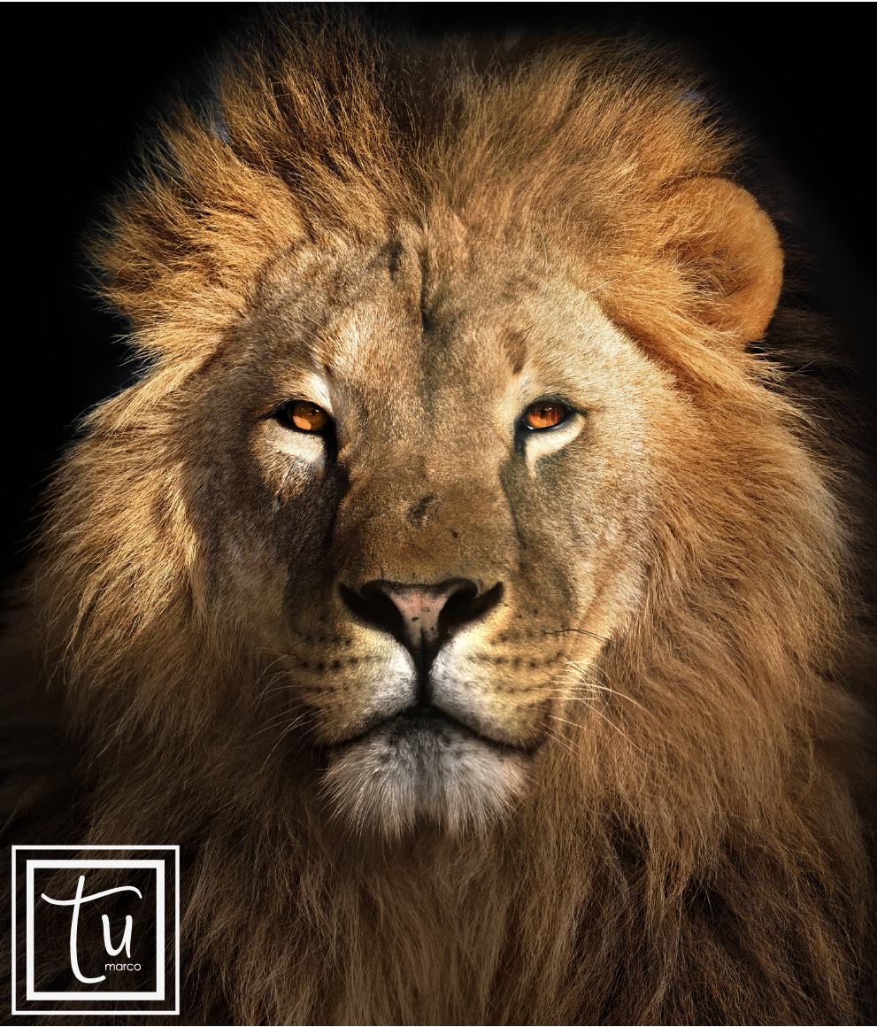 Animales